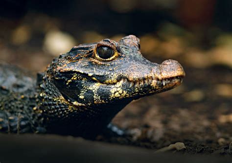 Dwarf crocodiles once hunted human ancestors - Earth.com