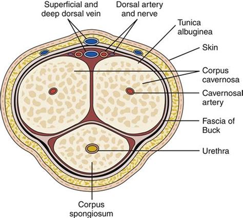 Male Genital and Reproductive Function | Basicmedical Key