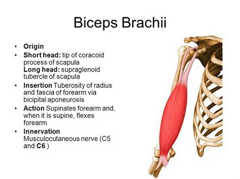 Biceps Brachii Insertion