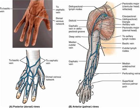 Pictures Of Basilic Vein