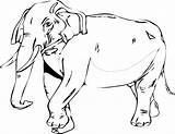 Realistic elephant coloring Page sketch template