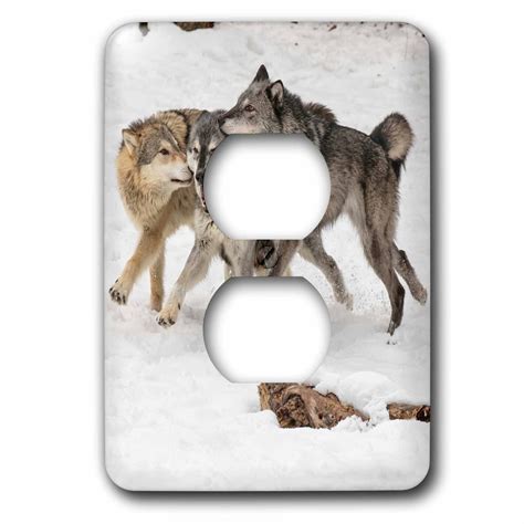 3dRose Gray Wolf pack behavior in winter, canis lupus, Montana - 2 Plug ...