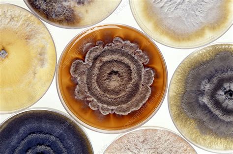 Cultures of pathogenic Phomopsis fungus - Stock Image - B250/1470 - Science Photo Library