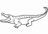 Alligator coloring Page  Coloring Pages 🎨 sketch template