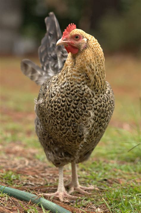 Golden chicken breeds - lopisushi