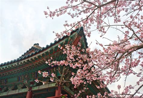 When and Where to Enjoy Cherry Blossoms in South Korea This Season ...