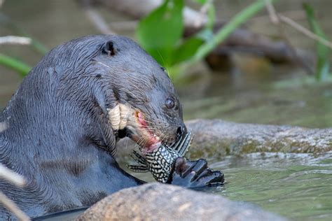 The Best Place in the World to See Wildlife Is the Pantanal