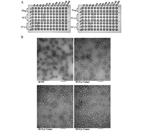 A and B Hemagglutination activity and negative stain electron ...