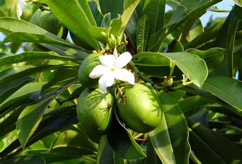 Mango Tree Flowers