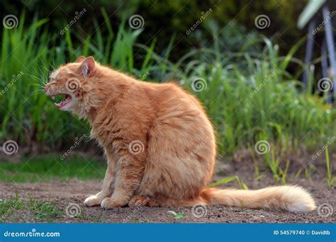 Big Ginger Cat Yawns in Nature Stock Photo - Image of feline, cute ...