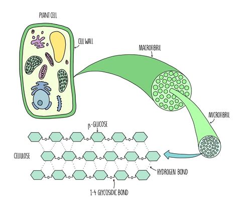 Cellulose In Cell Wall