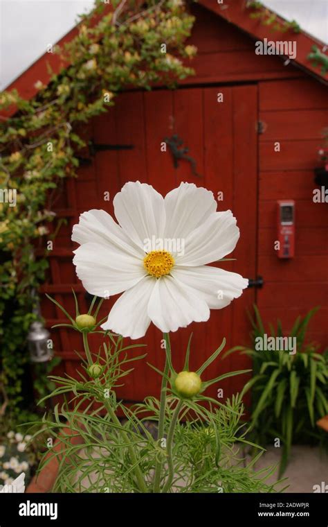 English country garden flowers in bloom Stock Photo - Alamy