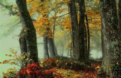 HD wallpaper: autumn, forest, fog | Wallpaper Flare