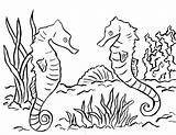 Seahorse Coloring Page  Art Starts sketch template