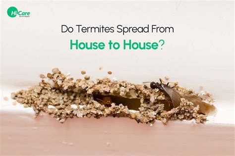 How do Termites Spread from House to House | Hi Care