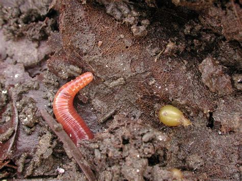 Earthworm Reproduction – Worm Composting Headquarters