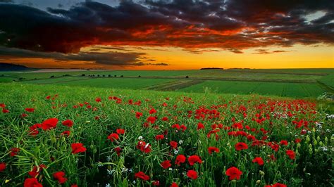 Flower Landscape Wallpapers - Top Free Flower Landscape Backgrounds - WallpaperAccess