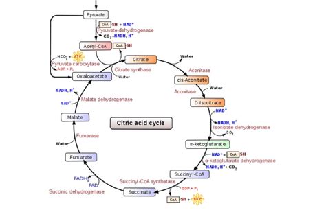 40+ Krebs Cycle Simple Diagram