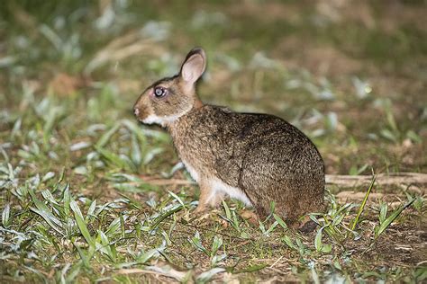 Tapetí (Sylvilagus brasiliensis) - EcoRegistros