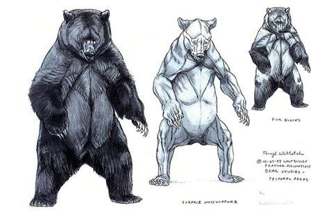 bear anatomy - Google Search Animal Sketches, Animal Drawings, Drawing Sketches, Art Drawings ...