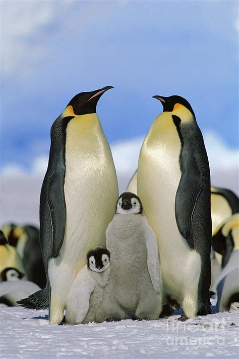 Emperor Penguin Family Photograph by Konrad Wothe