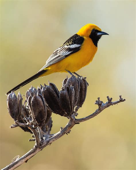 Hooded Oriole ⋆ Tucson Audubon