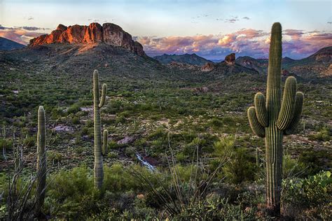 Saguaro Cactus and Mountain Ridges at Sunset Photograph by Dave Dilli