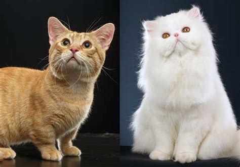 Persian Munchkin Cat Mix - Things You Should Know About | ZooAwesome