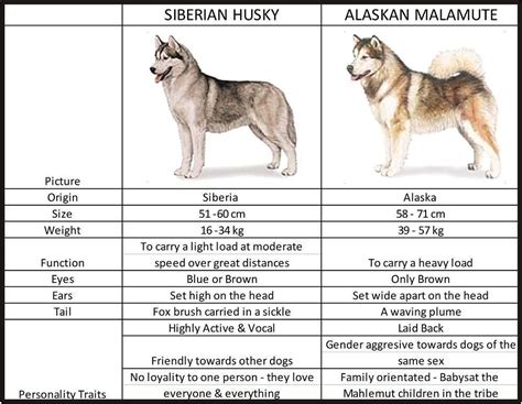 What Is The Difference Between A Siberian Husky And A Alaskan Malamute