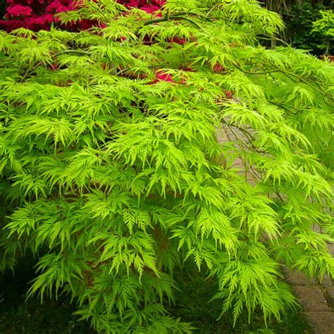 Japanese Maple Green Weeping 'Filigree' 12" Pot - Hello Hello Plants & Garden Supplies