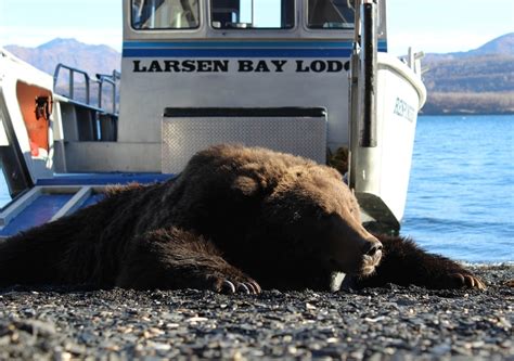 Kodiak Bear Hunting | Alaska | Larsen Bay Lodge