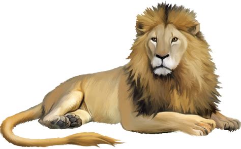 Lion Cartoon - lion png download - 2586*1605 - Free Transparent Lion png Download. - Clip Art ...