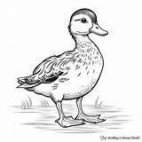 Wood Duck Coloring Pages  Free & Printable sketch template