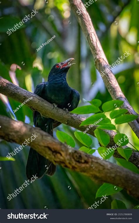 260 Common koel Images, Stock Photos & Vectors | Shutterstock