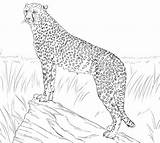 28  Realistic Baby Cheetah Coloring Pages Pictures Asvpfv sketch template