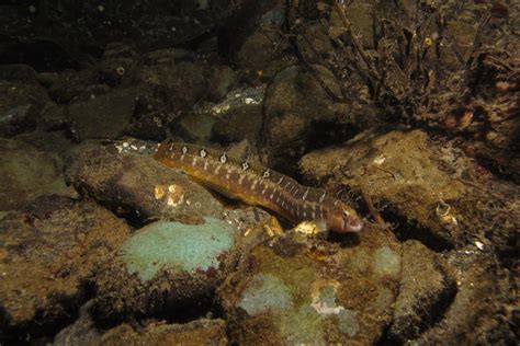 Gunnels - Mayne Island Conservancy