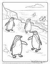 100  Penguin coloring pages Free PDF To Print Woo Coloring sketch template