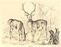 File:Studien von Jagdtieren (Studies of animals associated with hunting) (BM 1908,0218.15-33 15 ...