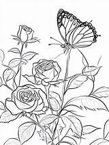 Explore 20  Rose coloring Pages 🌹🎨 Coloringpagesforkidsnet sketch template