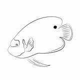 Emperor Angelfish Pomacanthus Imperator Coloring Page For Kids  Free sketch template