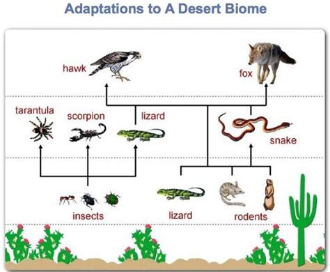 Food Chain Of The Desert