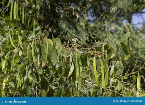 60 Kachnar Tree Photos - Free & Royalty-Free Stock Photos from Dreamstime