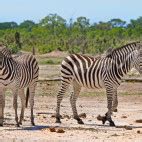 Hwange National Park wildlife location in Zimbabwe, Africa | Wildlife Worldwide
