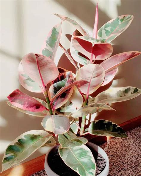 Homalomena House Plant with Pink and Green Leaves