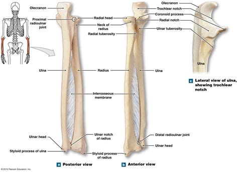 Radius And Ulna Label Anatomy Bones Radius And Ulna Anatomy | My XXX Hot Girl