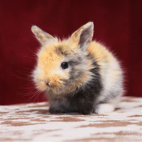 Fluffy bunny | Friendly Animals | Pinterest