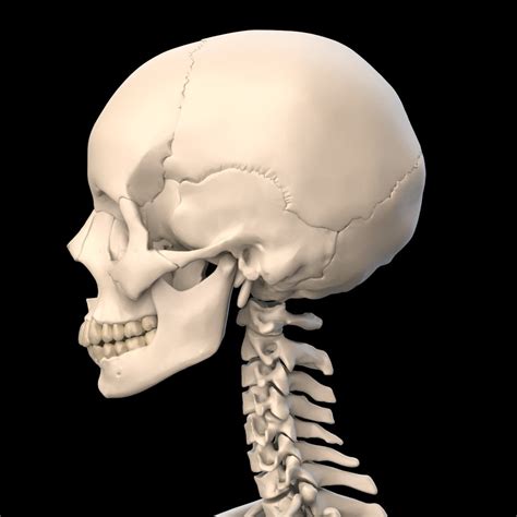 Anatomically Accurate Human Skull 3D Model in Anatomy 3DExport