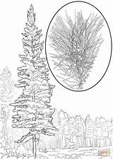 White Pine Tree Coloring Pages sketch template