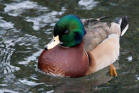 Wood Duck x Mallard (hybrid) - eBird