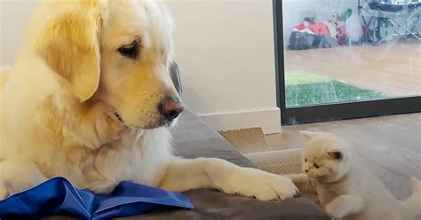 Emotional support kitten helps Golden Retriever overcome separation anxiety – Madly Odd!